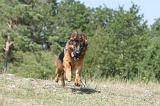 BERGER ALLEMAND 208